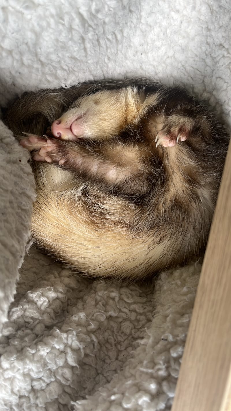 Peek