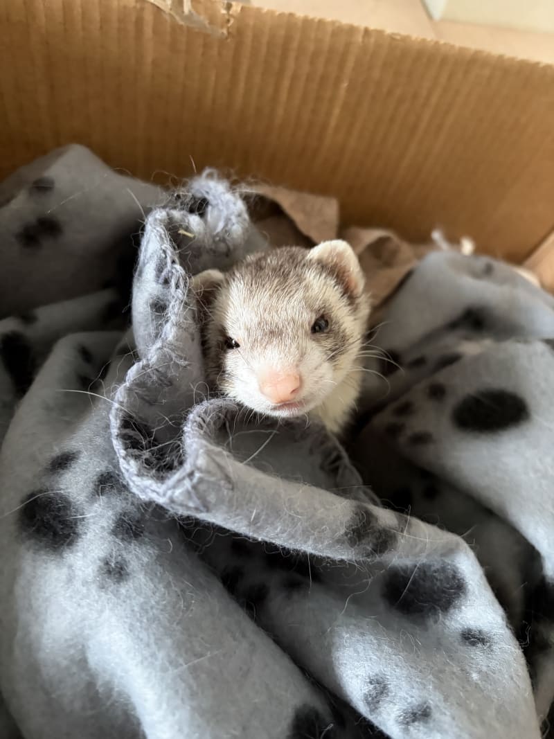 Peek