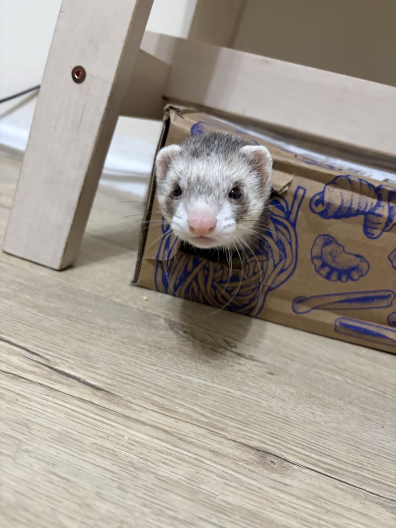 Peek