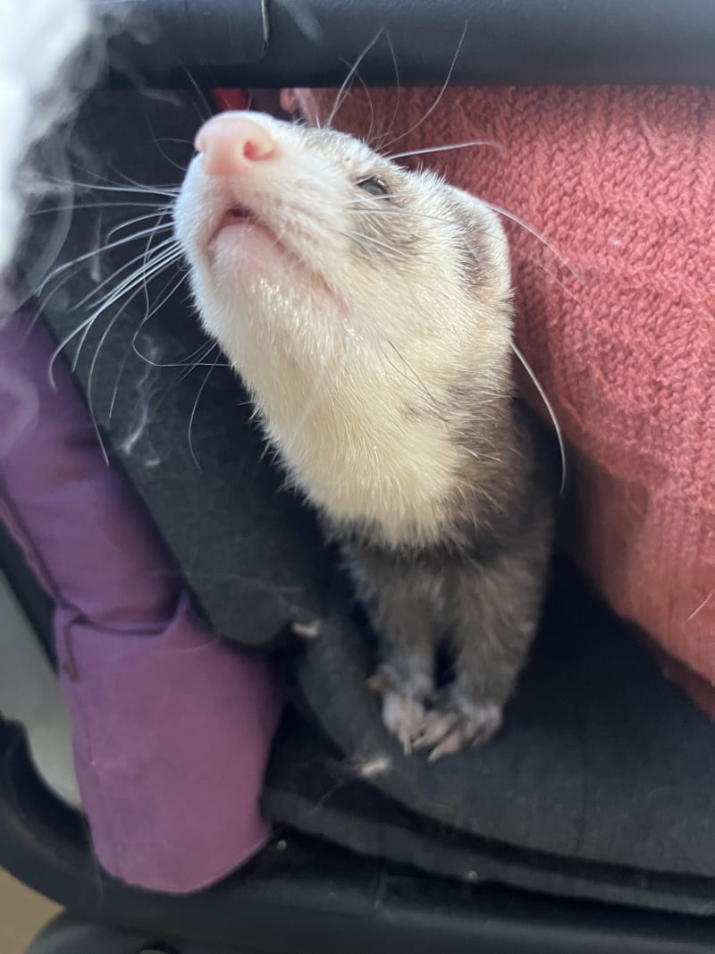 Peek