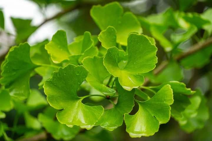 Ginkgo Biloba Nedir? Faydaları ve Zararları