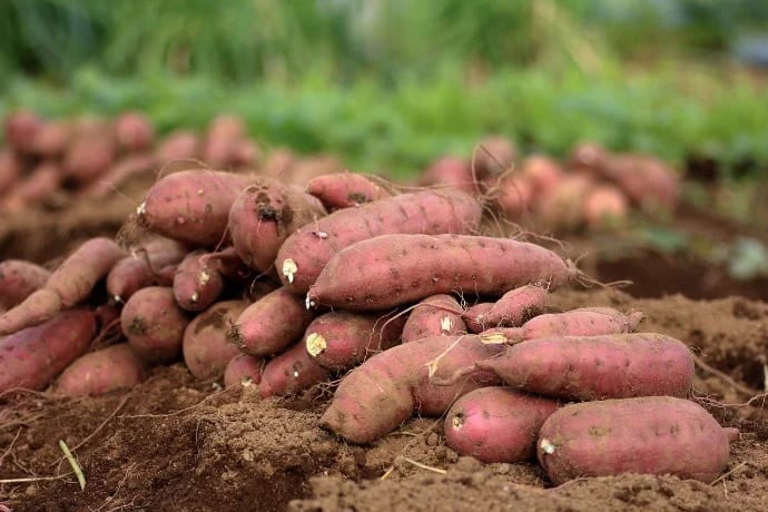 Tatlı Patates Ne İşe Yarar? Faydaları Nelerdir?