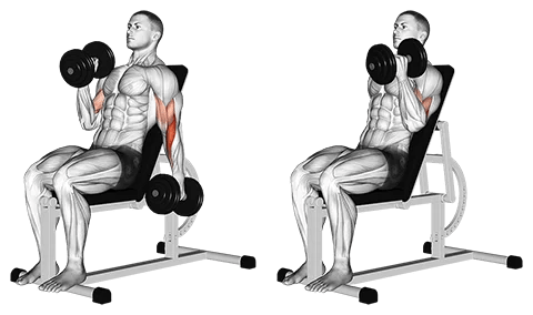 Alternate Incline Hammer Curl