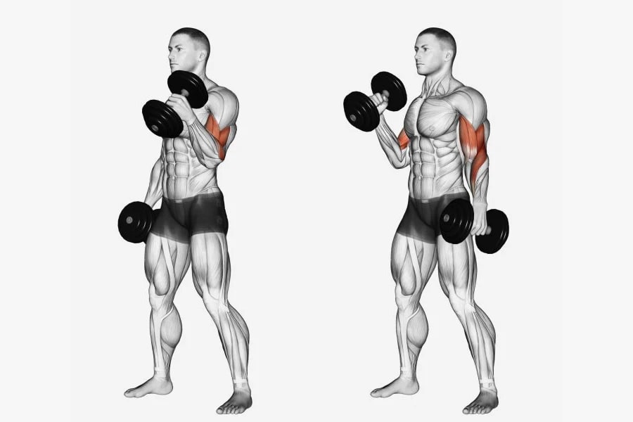 Alternating Standing Dumbbell Curl