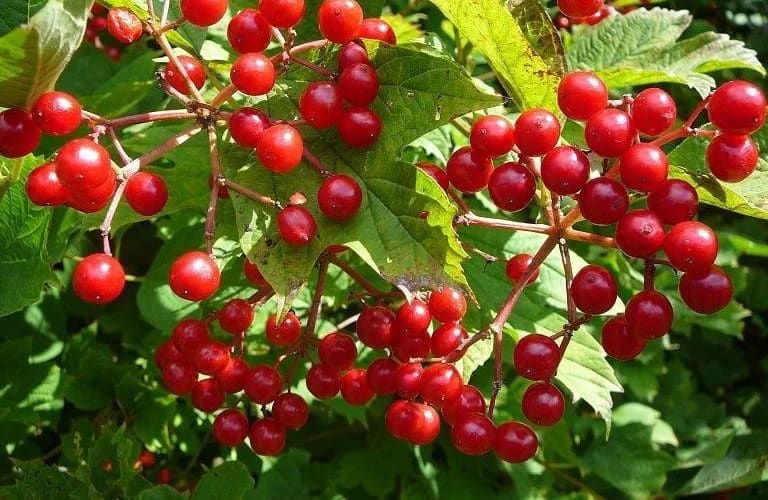 Gilaburu Ne İşe Yarar, Faydaları ve Zararları
