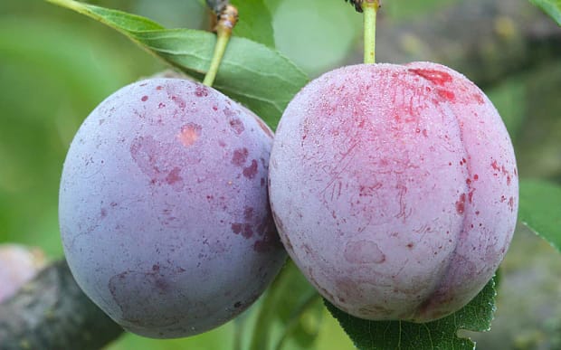 Sağ Testis Ağrısı Nedir? Nasıl Geçer?