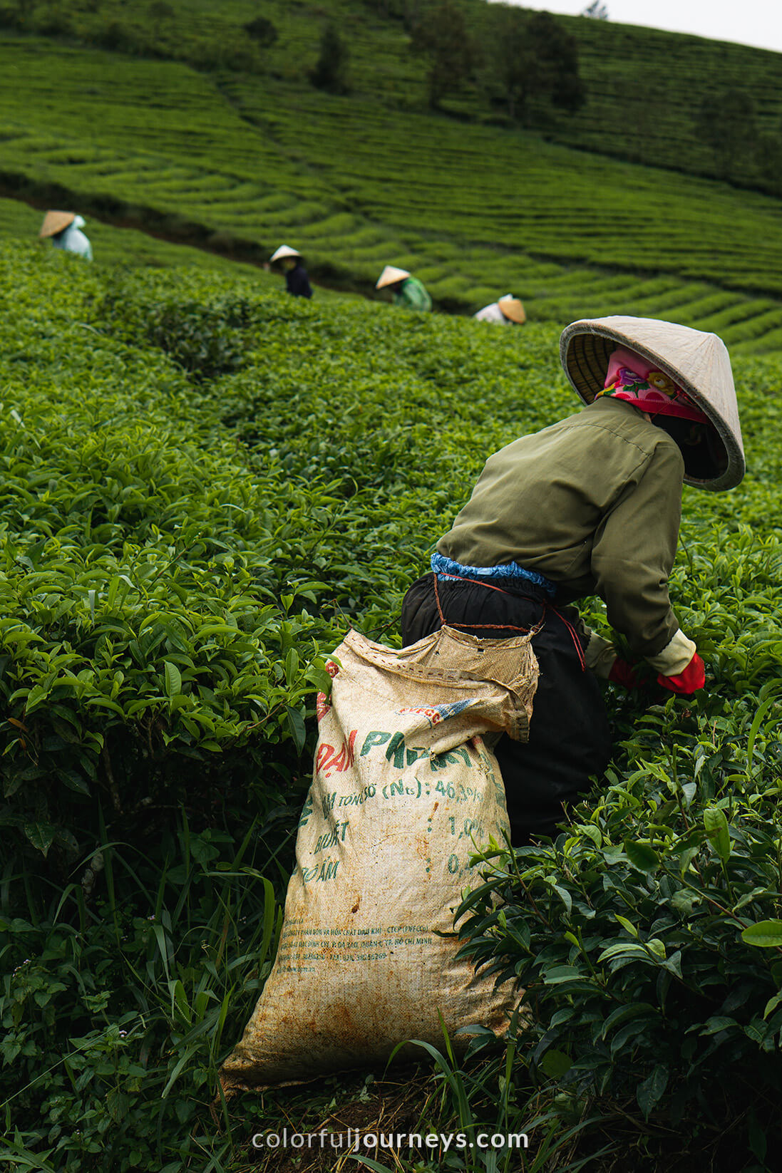 Women pluck tea leaves in Vietnam