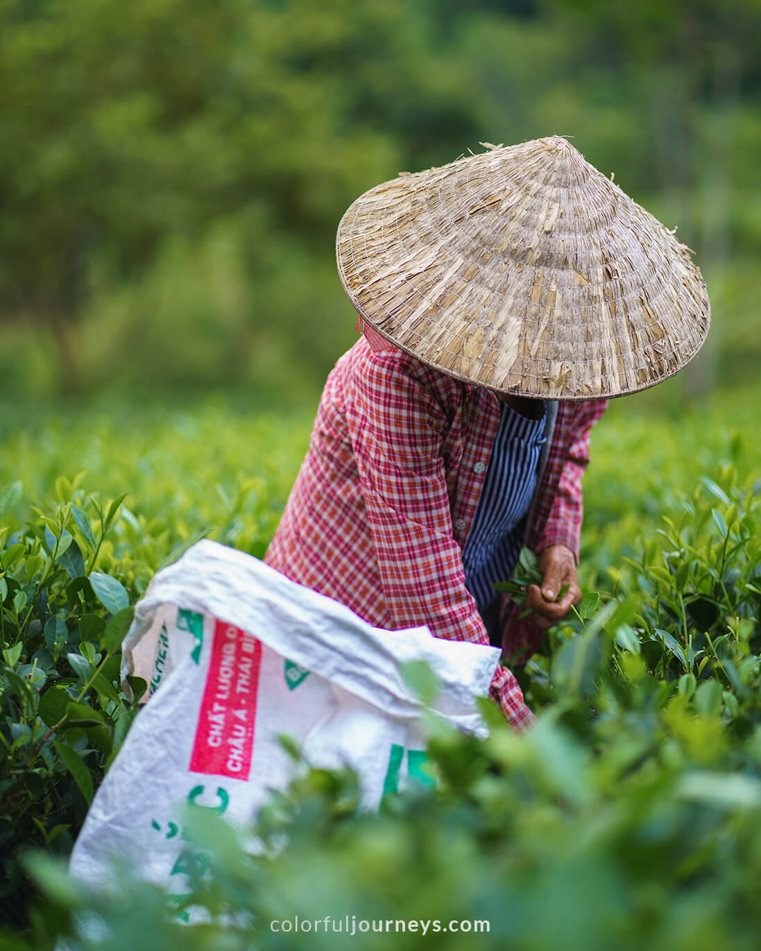 A woman harvest tea leaves in Cao Bang, Vietnam