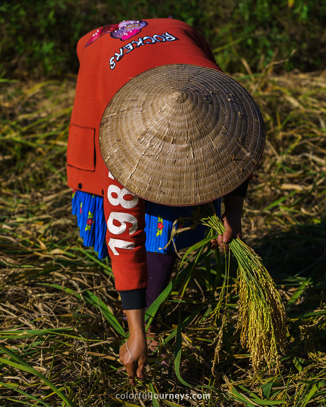 A woman harvest sticky rice in Vietnam