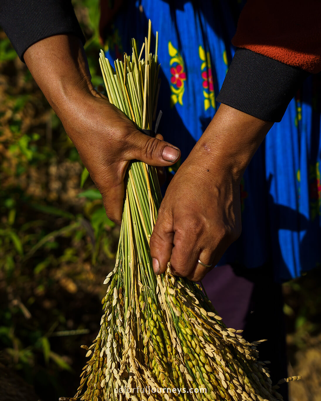 A woman harvest sticky rice in Vietnam