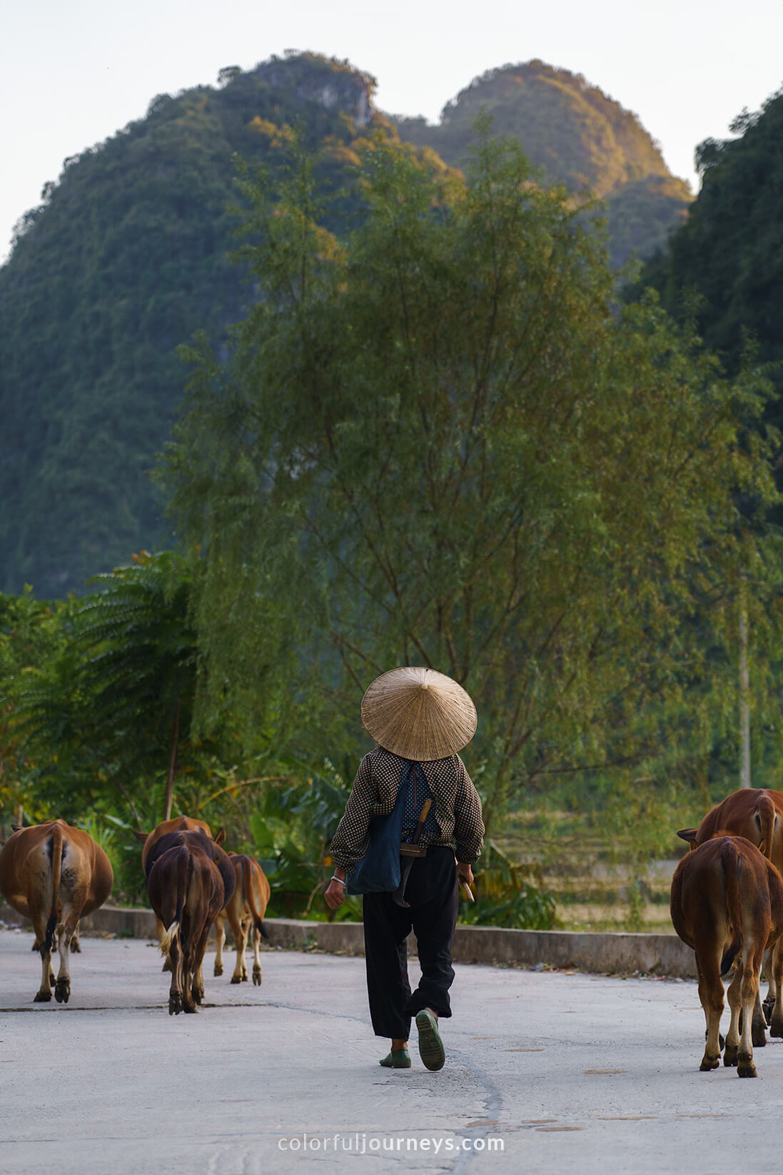 A woman wearing a Non La walks her buffaloes