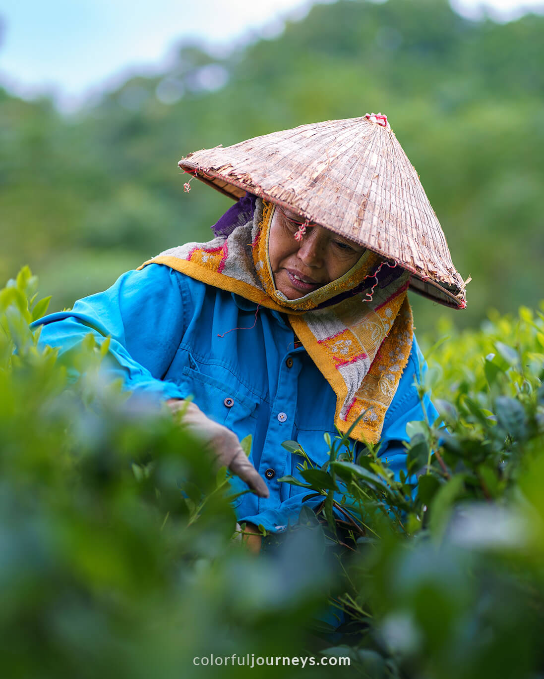 A woman harvest tea leaves in Cao Bang, Vietnam