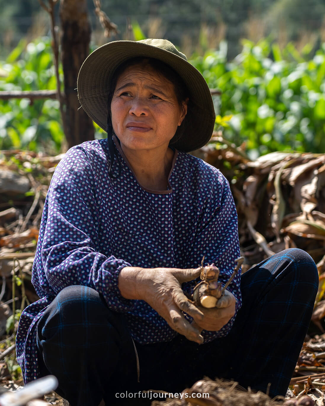 A woman harvests a root vegetable used to make noodles