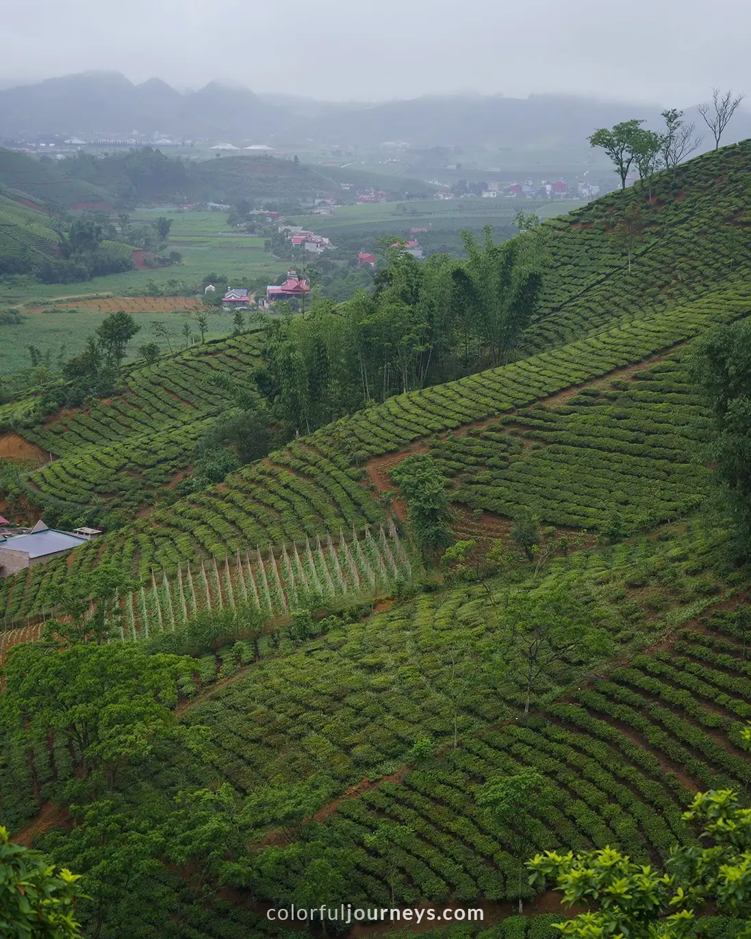 Hills covered in teafields in Moc Chau, Vietnam