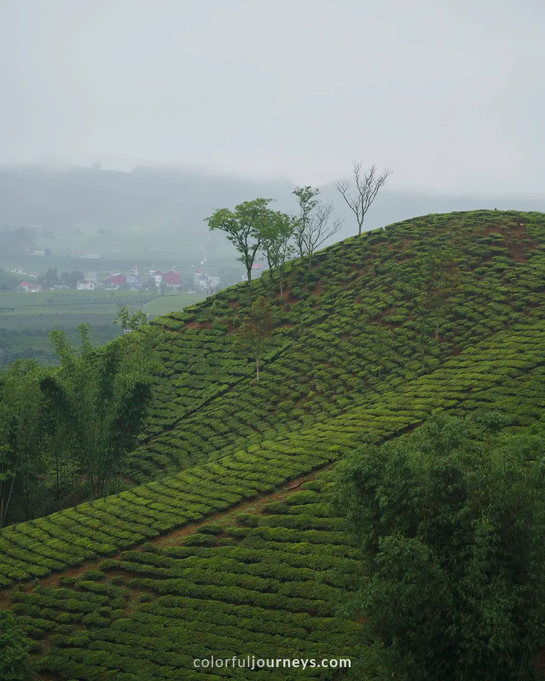 Hills covered in teafields in Moc Chau, Vietnam