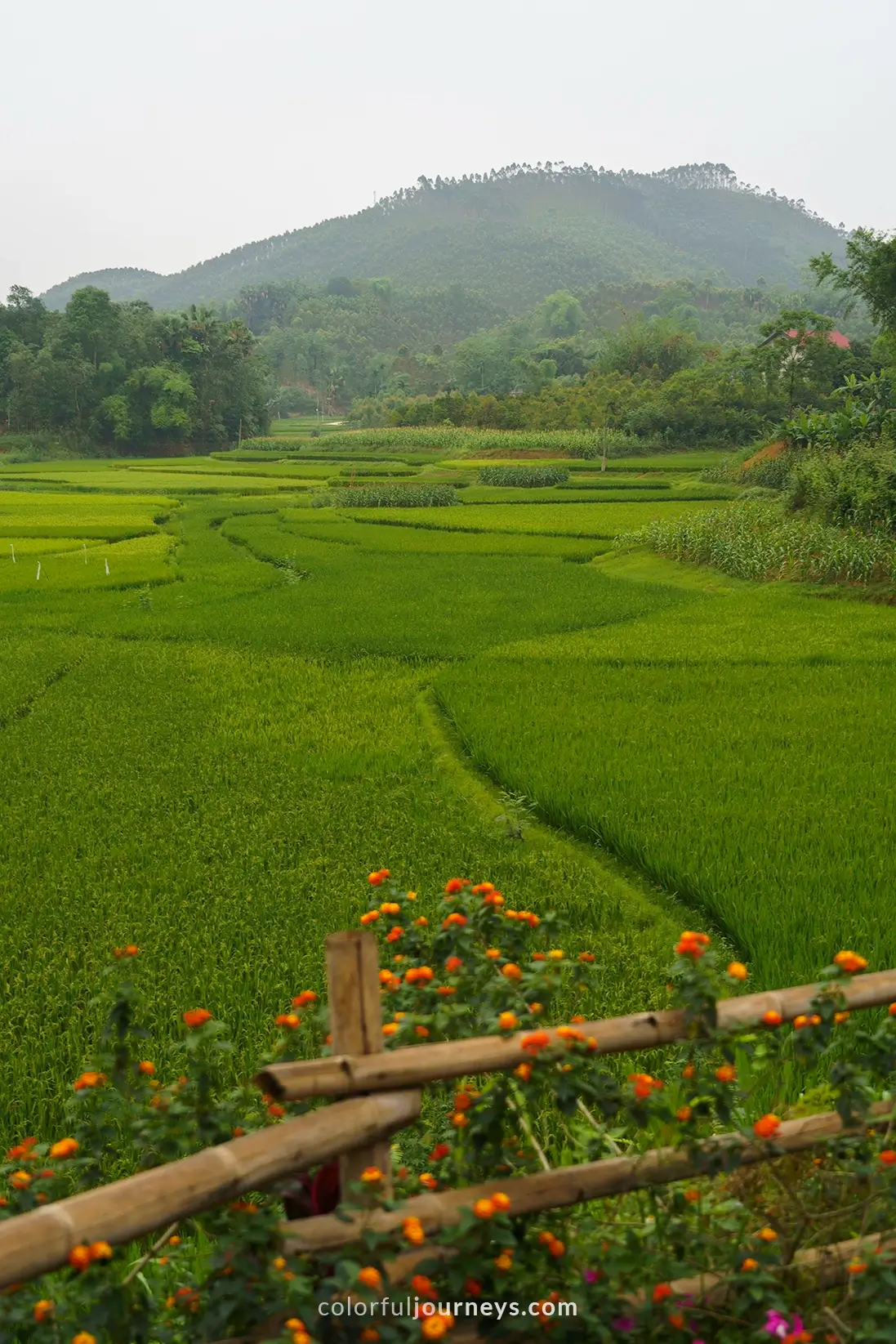 Rice fields in Vu Linh, Vietnam