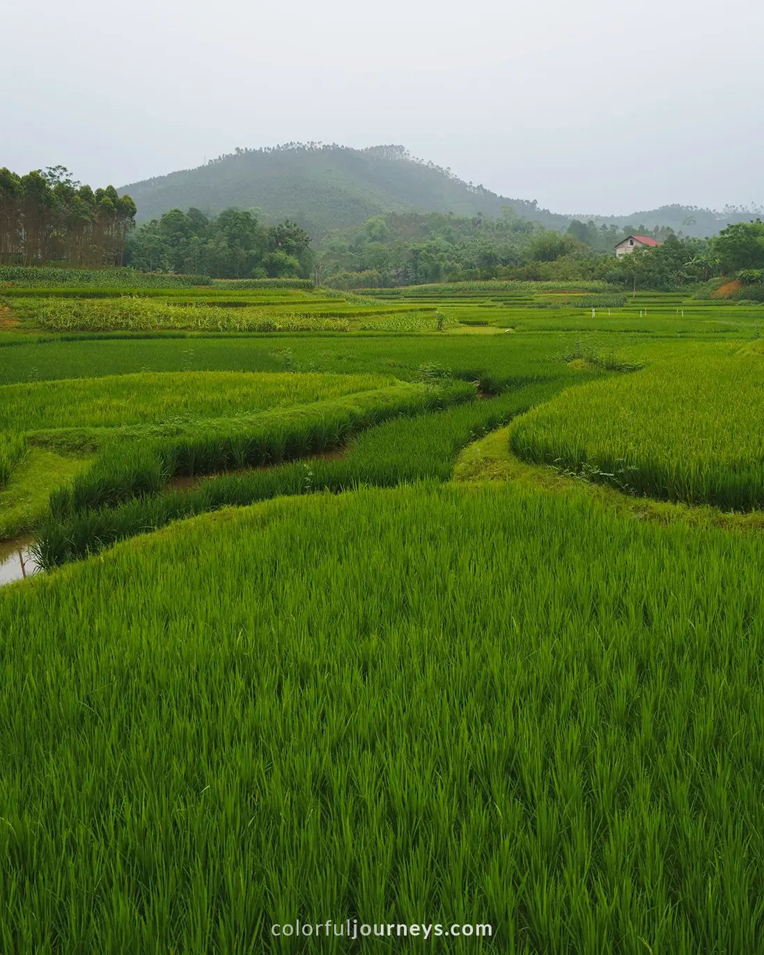 Rice fields in Vu Linh, Vietnam