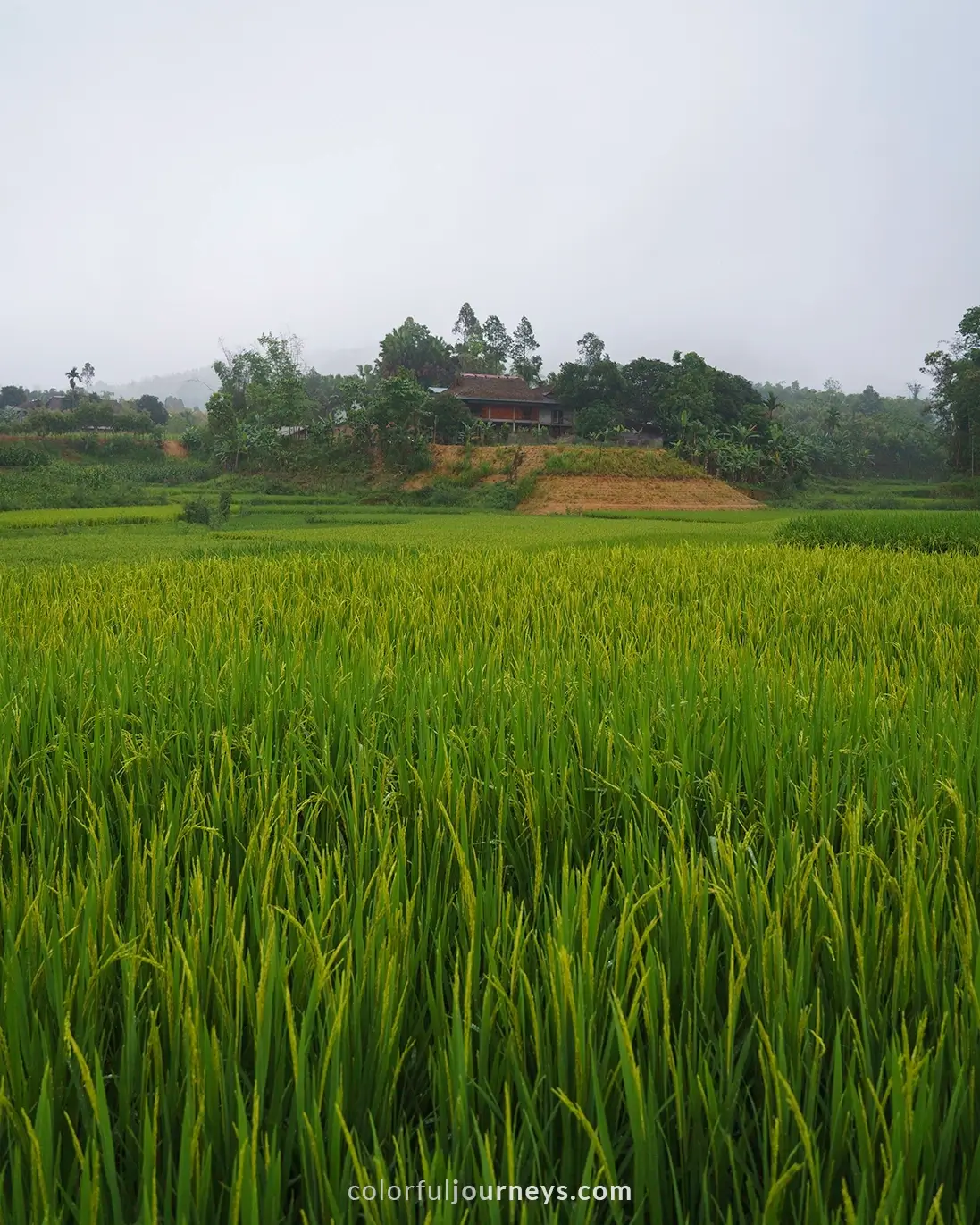 Rice fields in Vu Linh, Vietnam