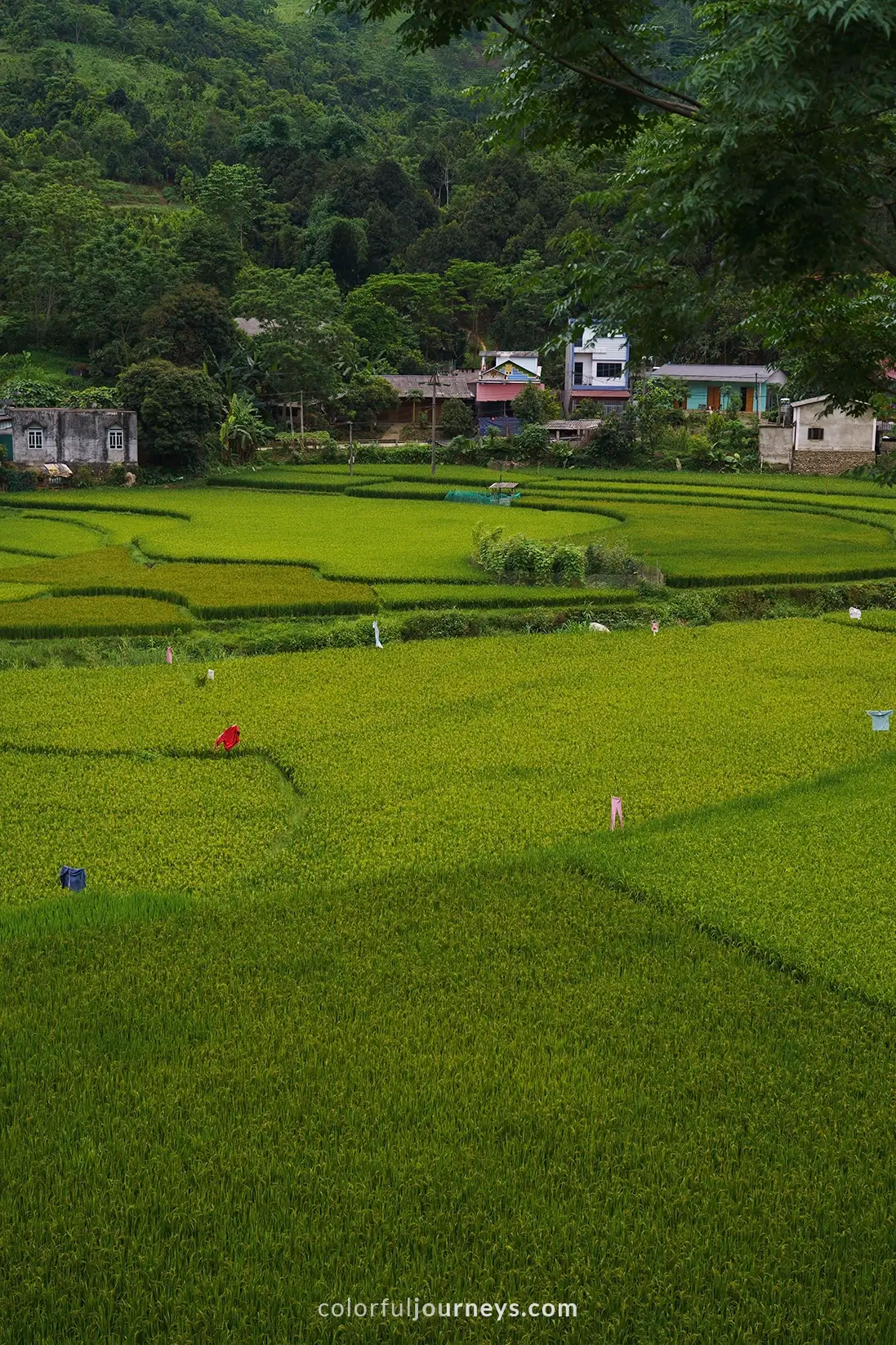 Rice fields in Yen Bai, Vietnam