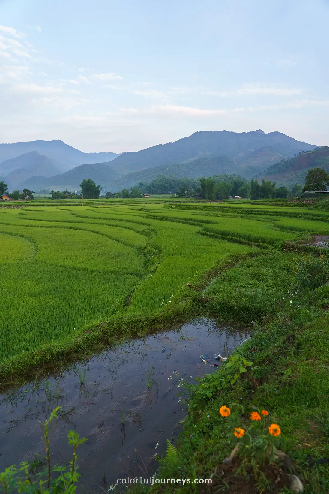 Rice fields in Tu Le, Vietnam