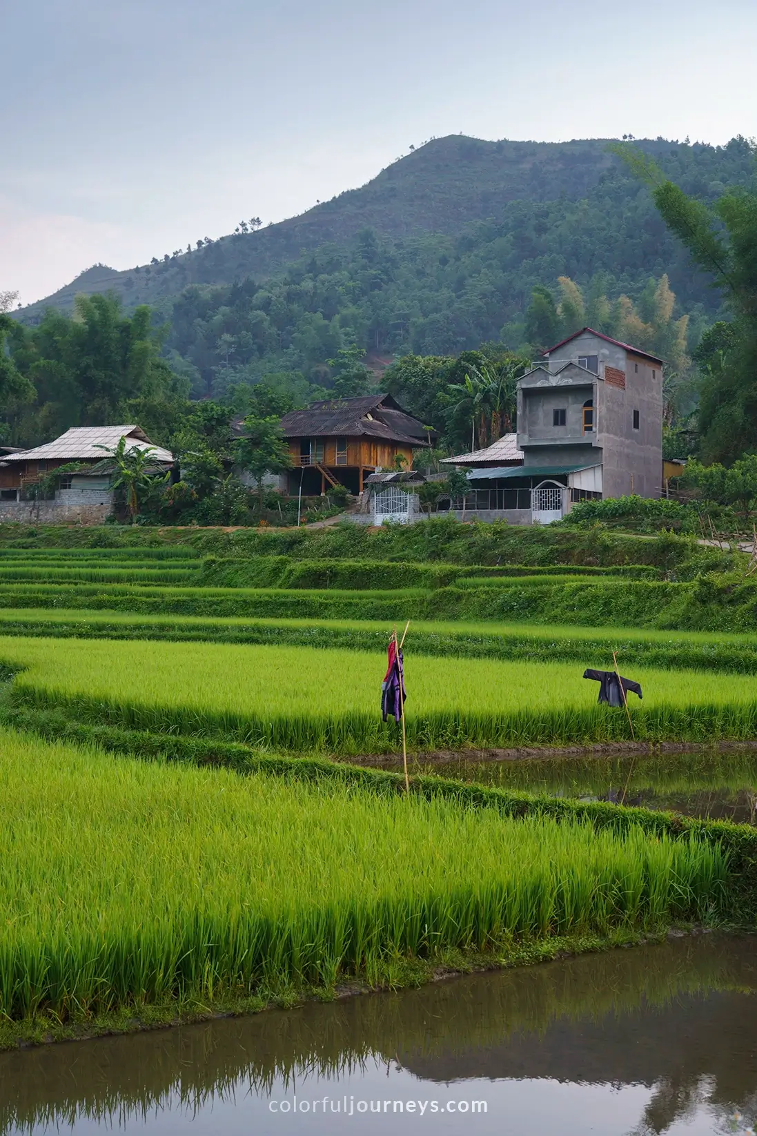 Rice fields in Tu Le, Vietnam