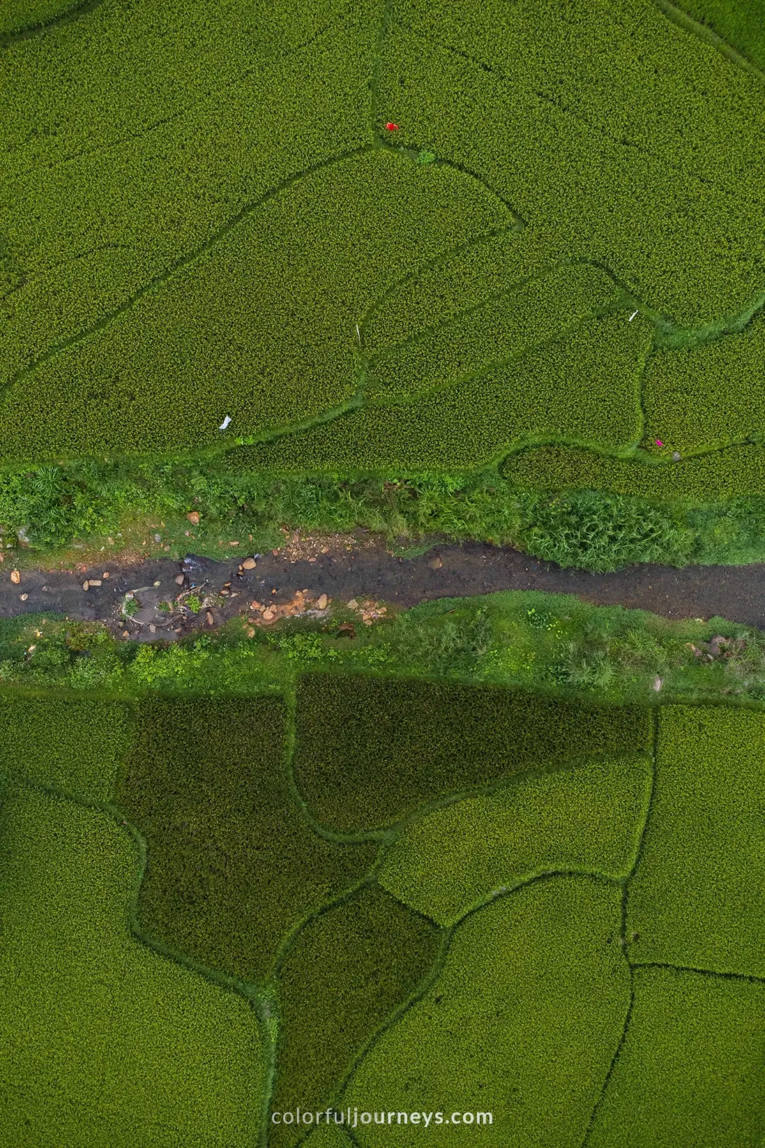 Rice fields in Yen Bai, Vietnam