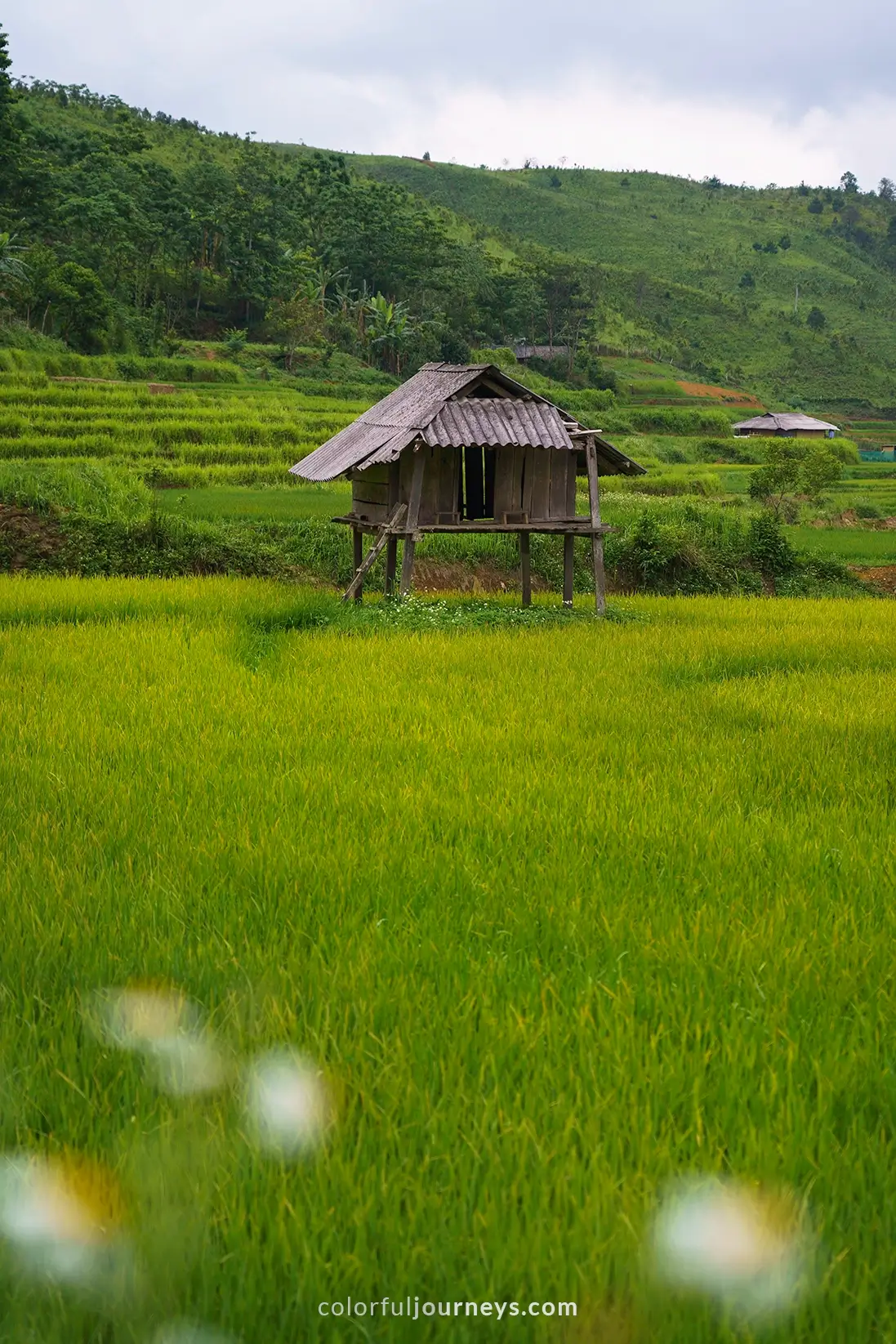 A wooden house surrounded by rice fields in Tu Le, Vietnam