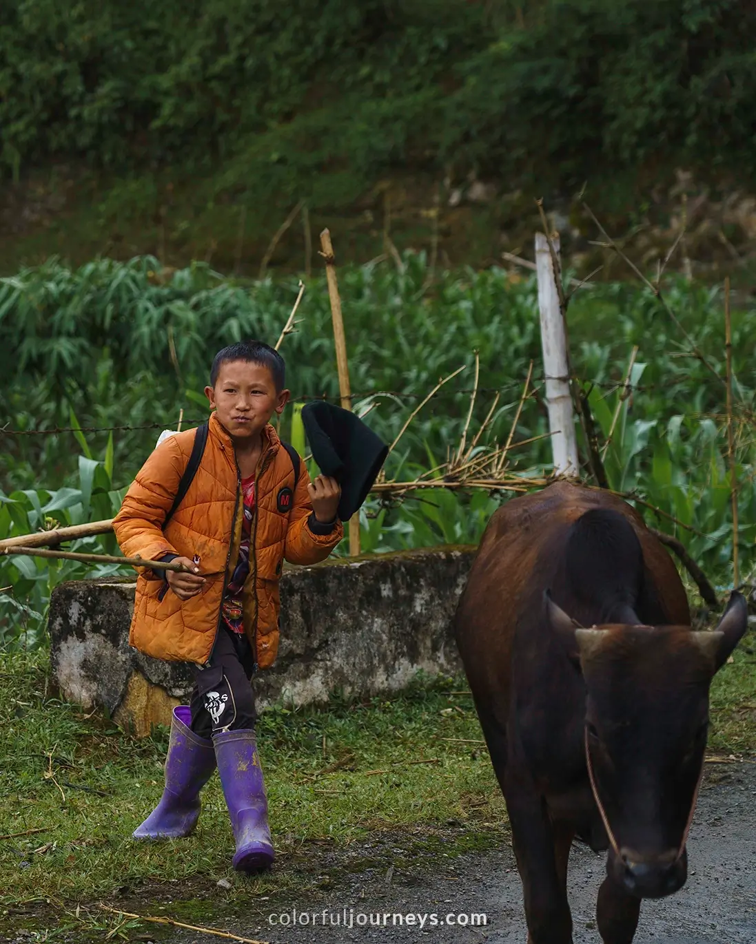 A young boy is seen herding cows in Vietnam