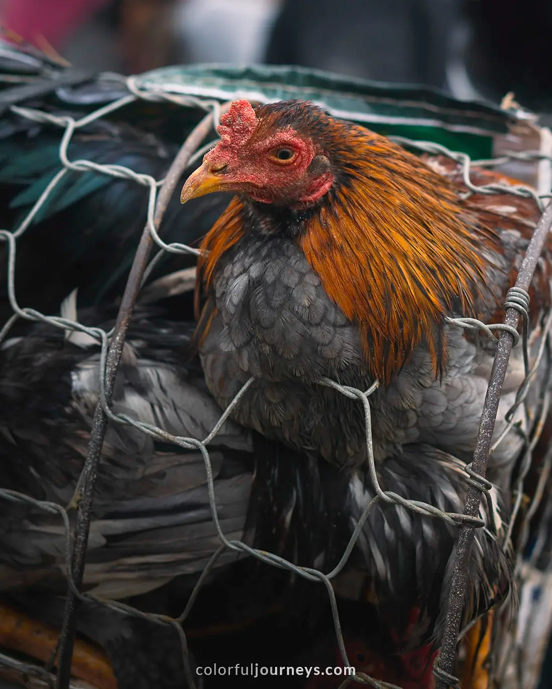 A chicken sticks his head through a cage at Bac Ha market, Vietnam