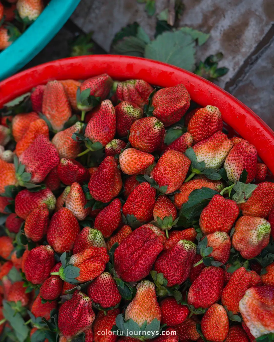 Strawberies at Bac Ha market, Vietnam