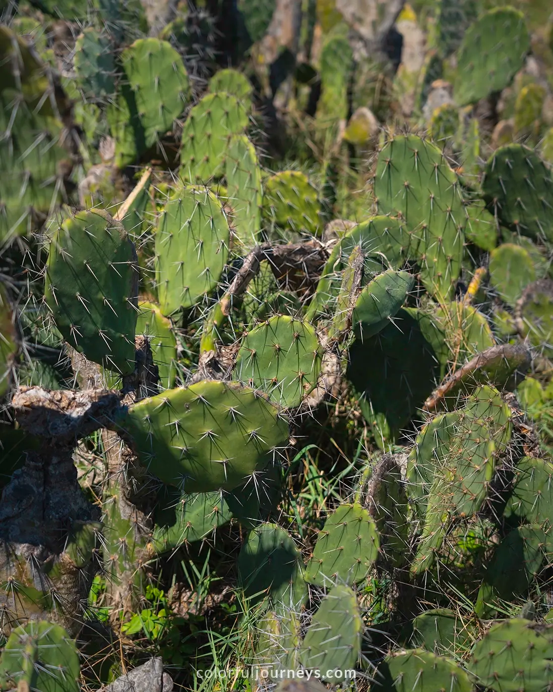 A close up of cacti in Phu Yen, Vietnam