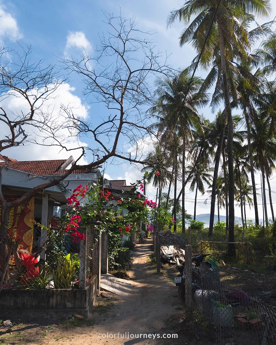 A small road lined by houses and palmtrees in Phu Yen, Vietnam