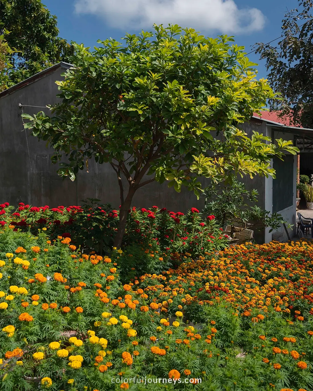 A garden with flowers for Tet in Phu Yen, Vietnam