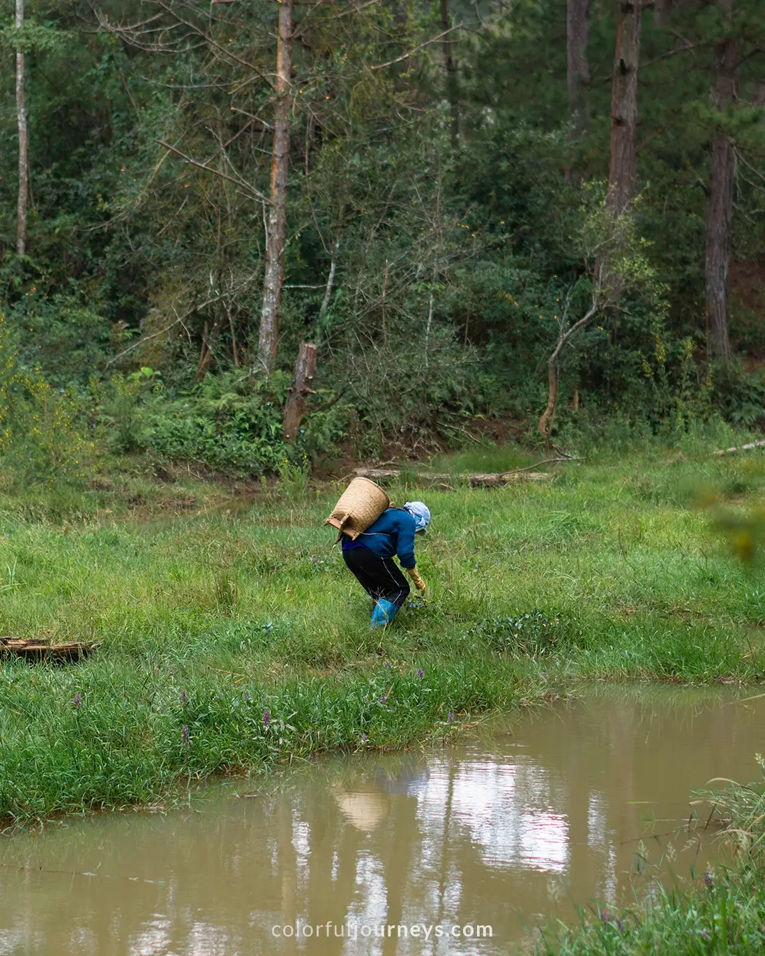 A woman carrying a woven basket on her back searches a pond in Dalat, Vietnam