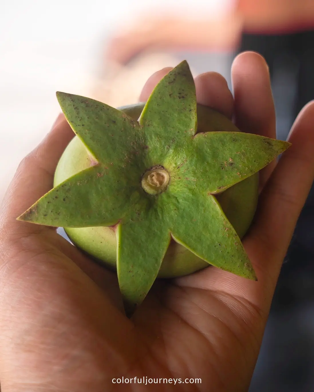 A mangrove apple in Ben Tre, Vietnam