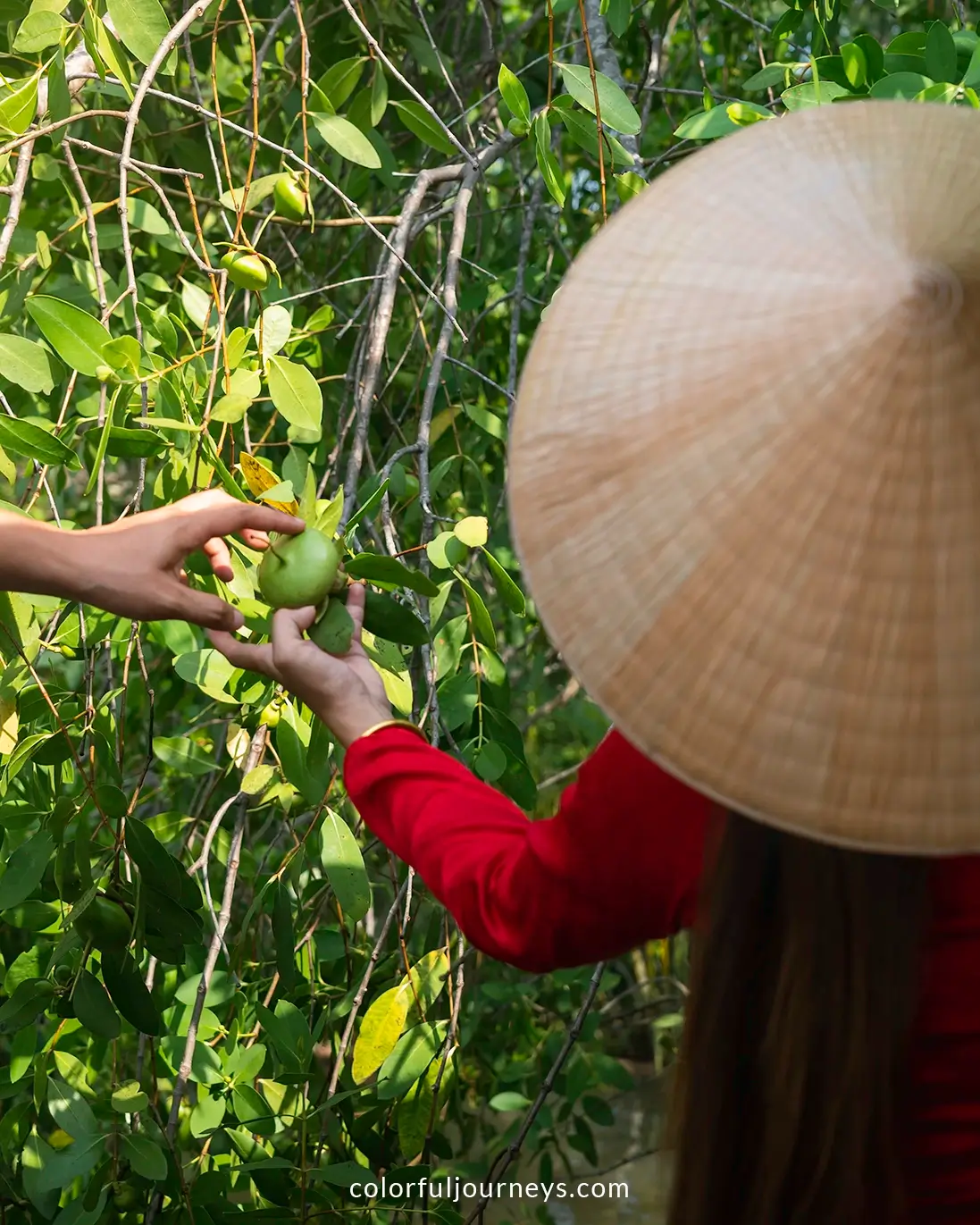 A woman wearing a Non La picks a mangrove apple in Ben Tre, Vietnam