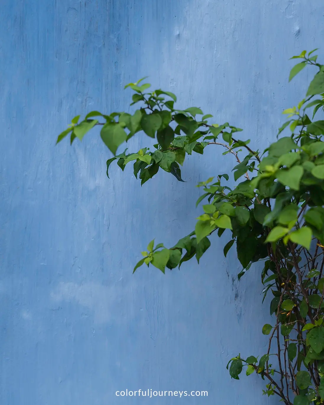 Plants against a blue wall in Hoi An, Vietnam