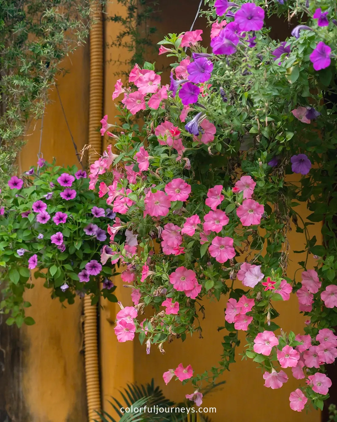 Flowers in Hoi An, Vietnam