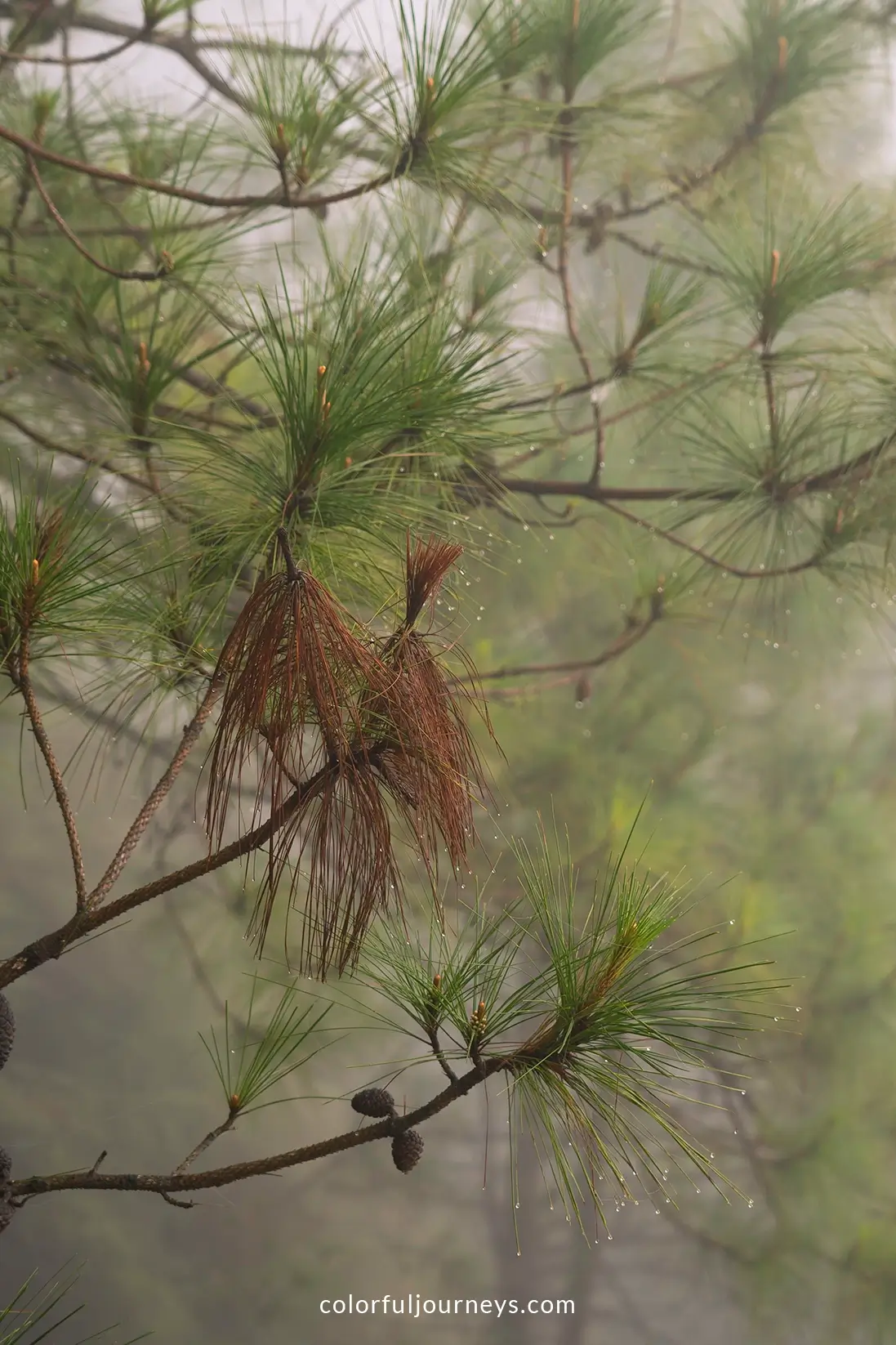 Fog on the trees in northern Vietnam