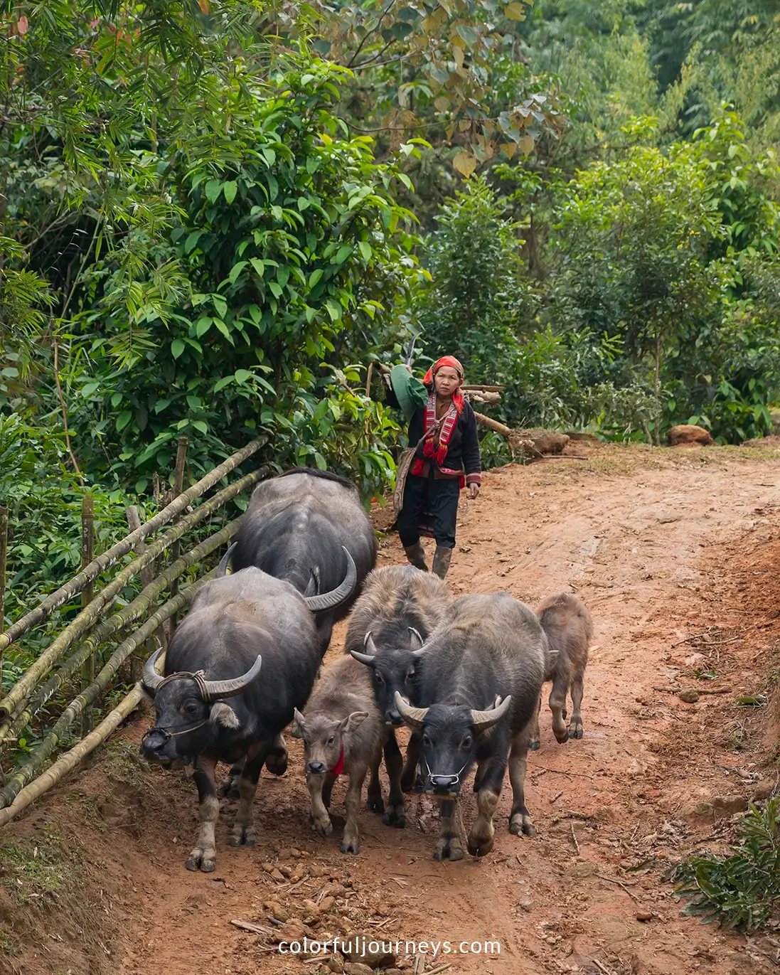A woman walks her buffaloes in northern Vietnam