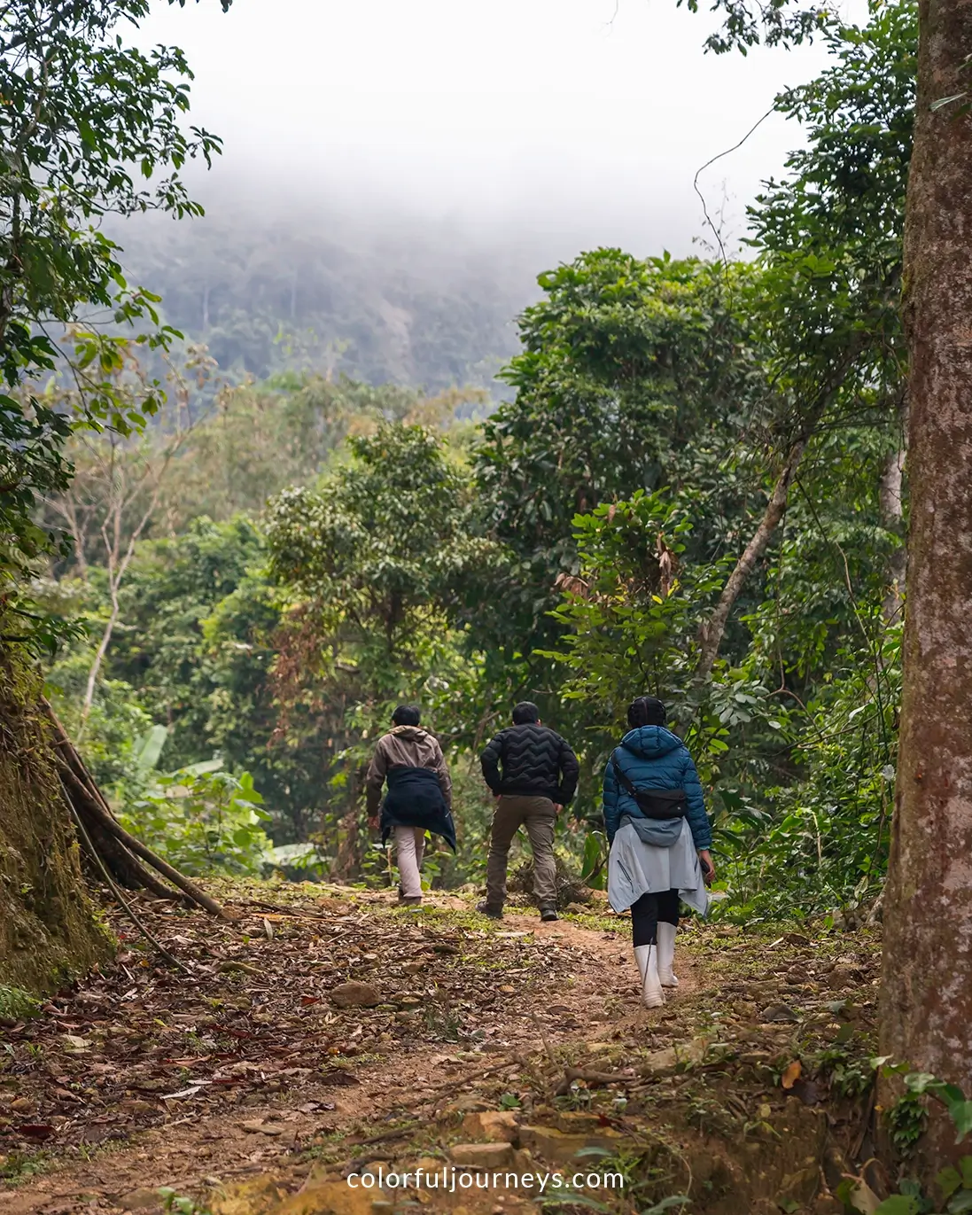 People walk through a forest in northern Vietnam
