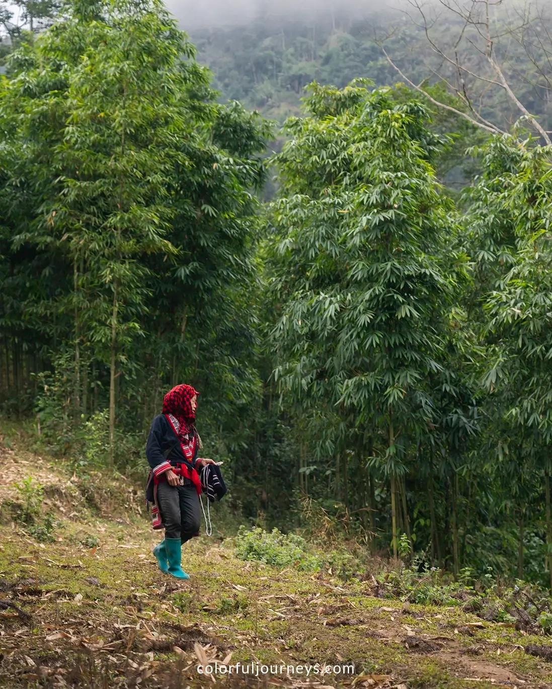 A woman wearing colorful clothes walks through a forest in northern Vietnam