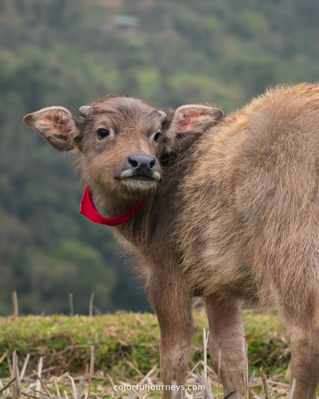 A young buffalo in northern Vietnam