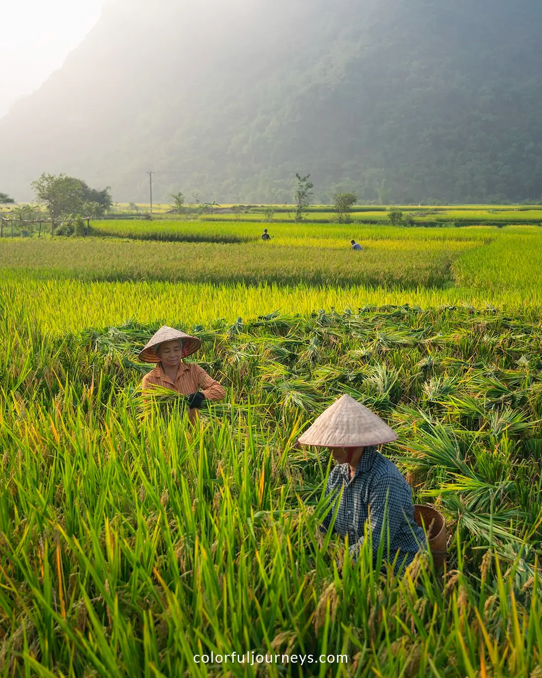 Women harvest rice in Pu Luong, Vietnam
