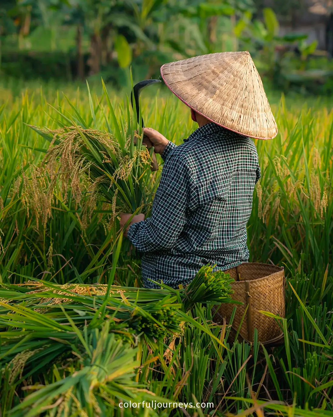 A woman harvesting rice in Pu Luong, Vietnam