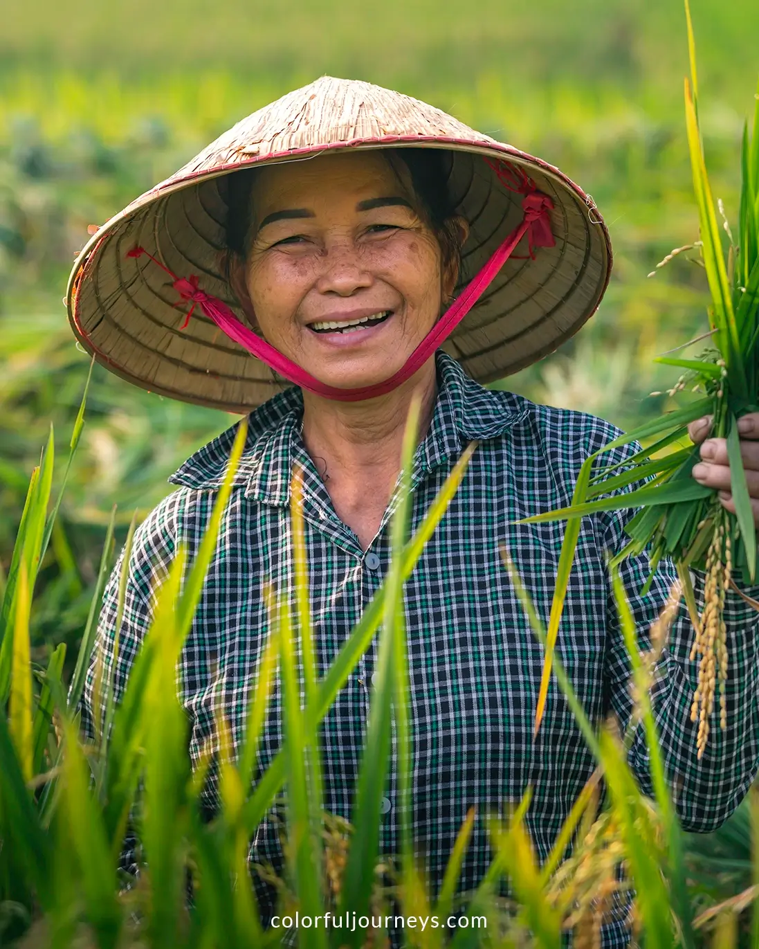 A woman harvesting rice in Pu Luong, Vietnam