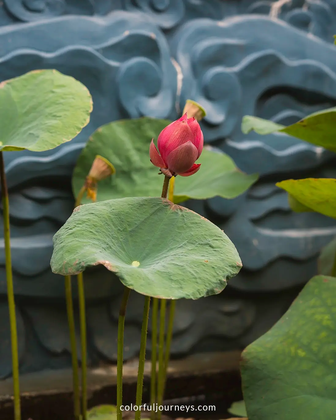 A lotus flower ready to bloom in Ha Tien, Vietnam