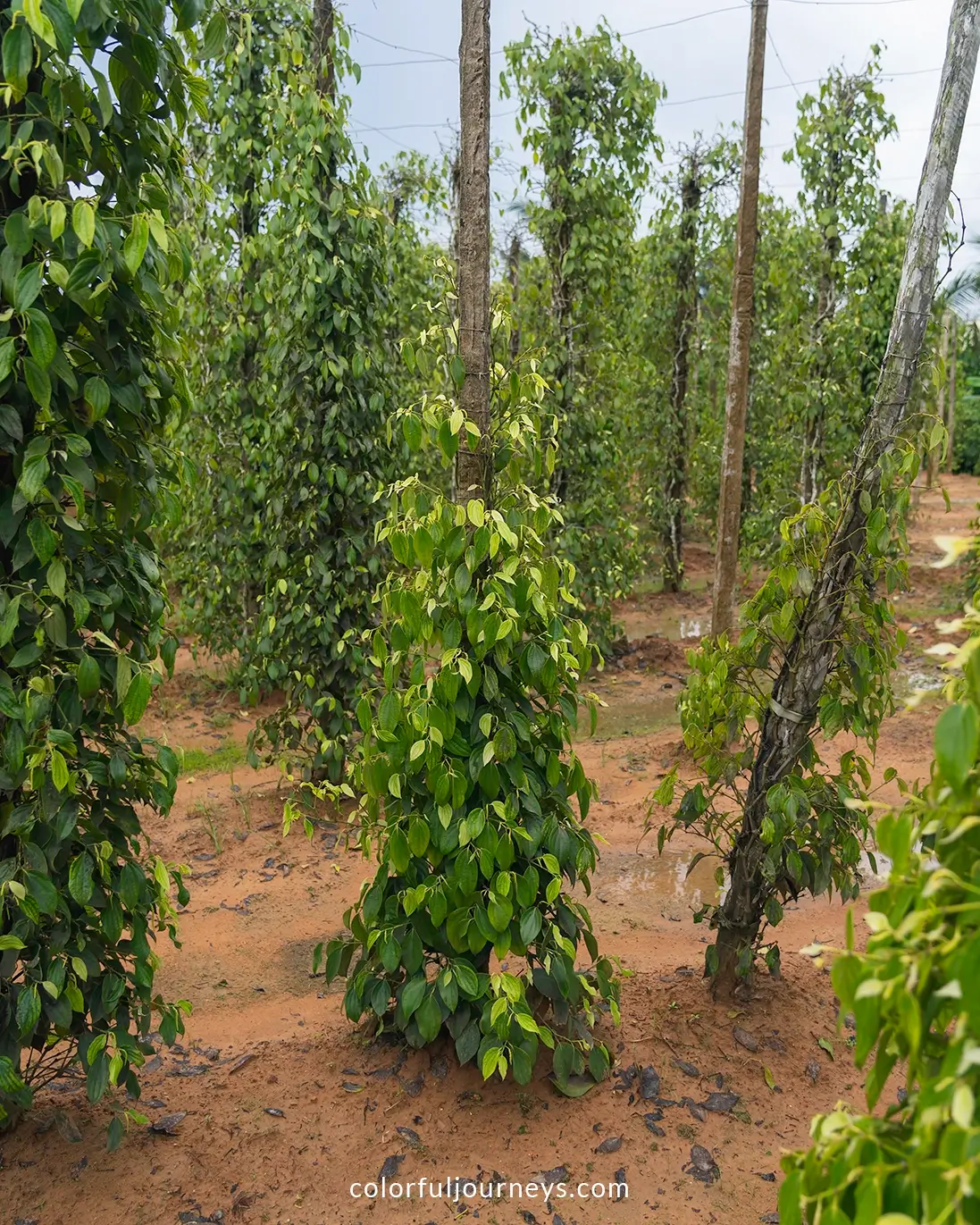 Pepper plantation on Phu Quoc Island, Vietnam