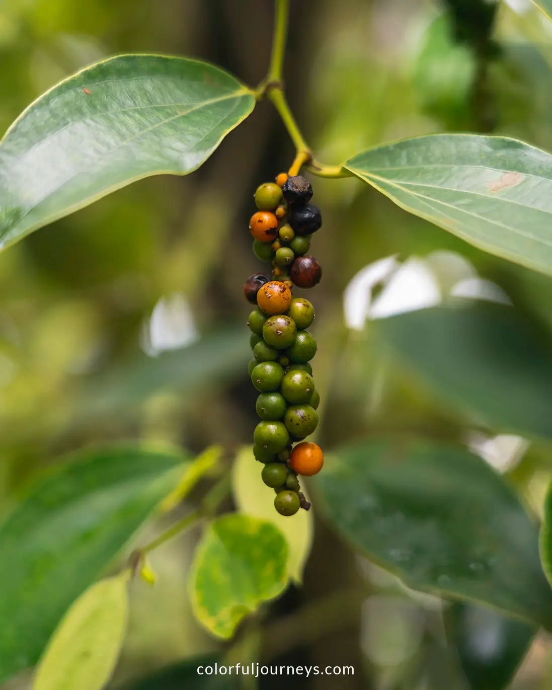 Peppercorns on Phu Quoc Island, Vietnam