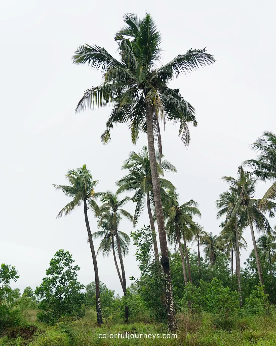 Palms trees on Phu Quoc Island, Vietnam